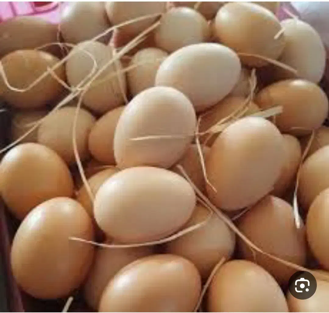 تخم مرغ محلی|خوردنی و آشامیدنی|بانه, |دیوار