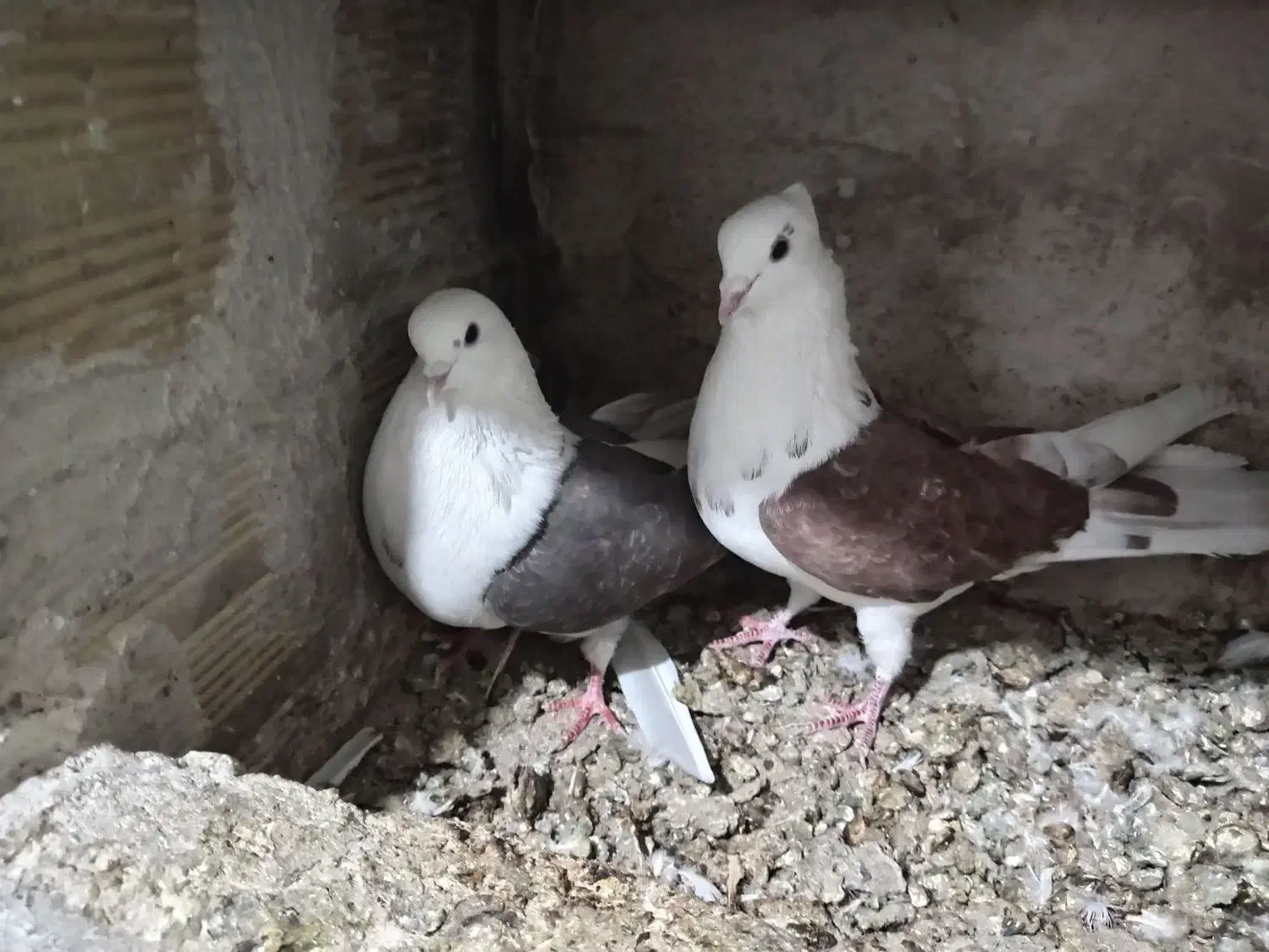 تهرانی|پرنده|تبریز, |دیوار