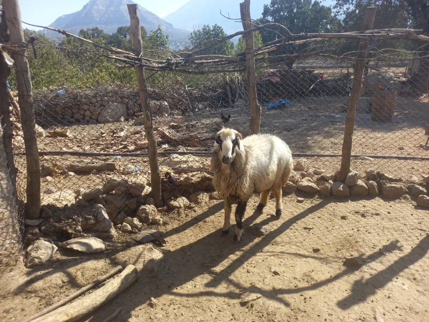 قوچ|حیوانات مزرعه|لوداب, |دیوار