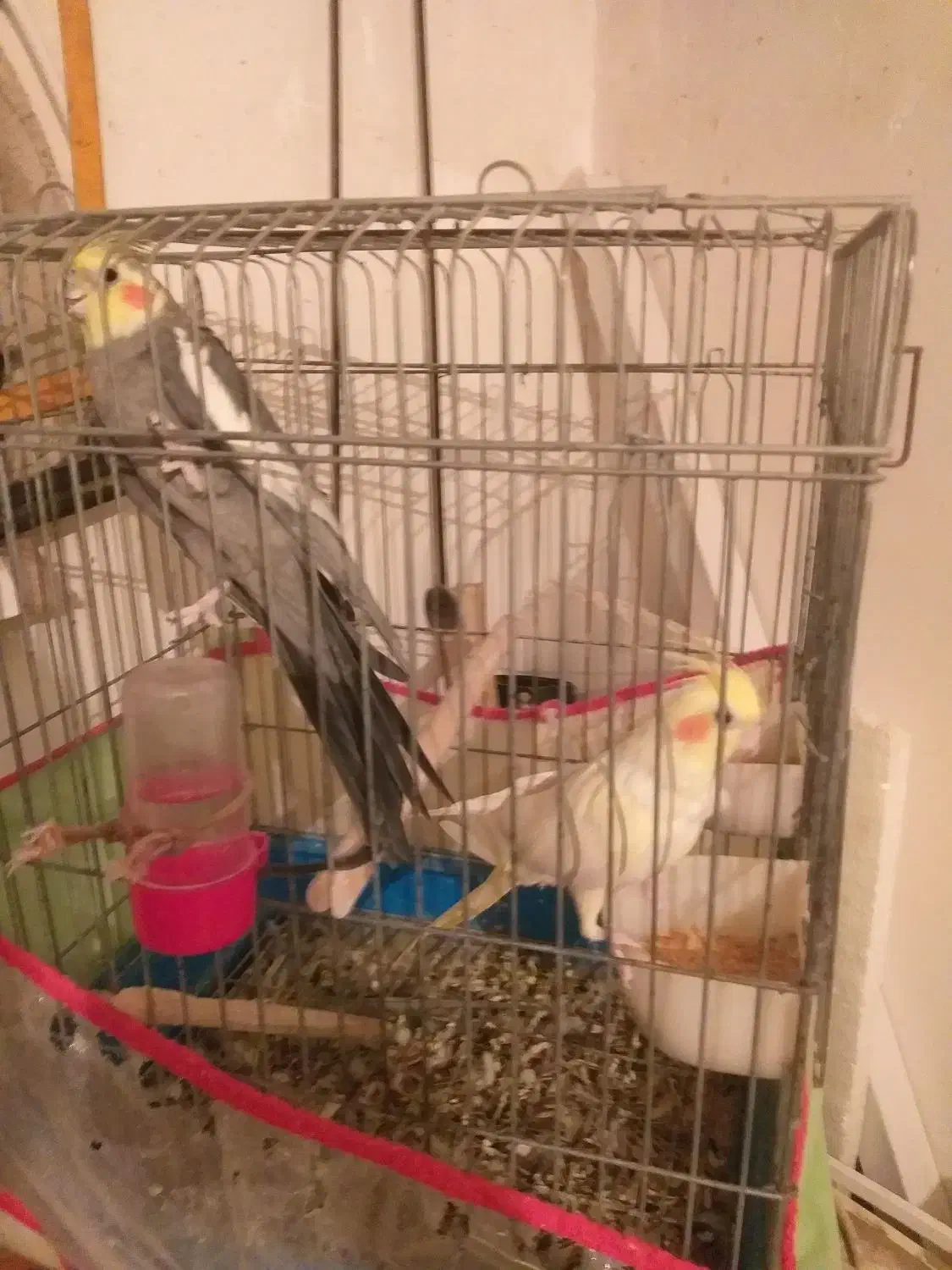 عروس هلندی|پرنده|نیشابور, کوی حسینی|دیوار