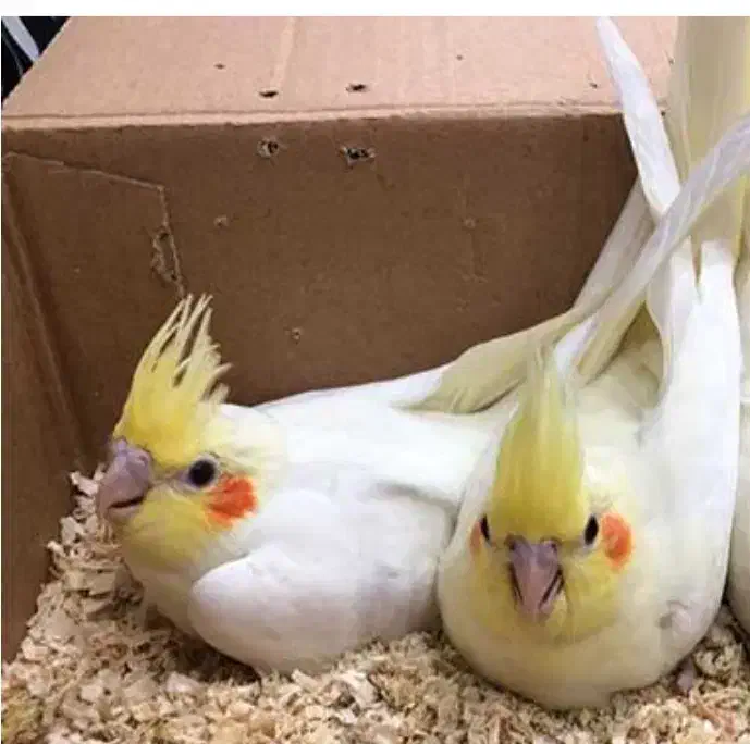 دو عدد عروس هلندی نجاد لوتی نو|پرنده|رامسر, |دیوار