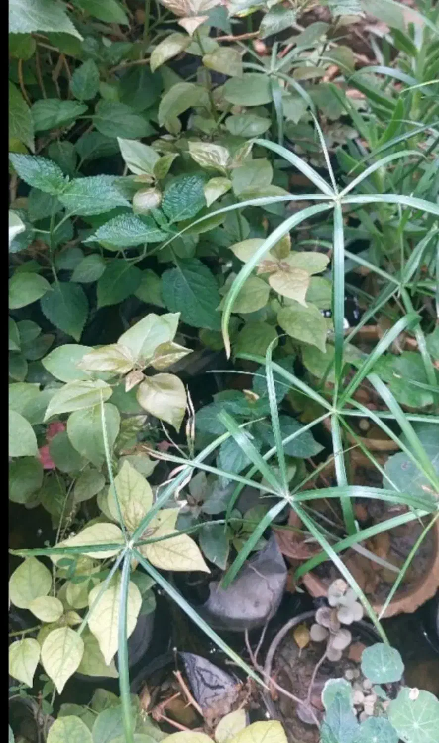 گل و گیاه نهال|گل و گیاه طبیعی|اهواز, شهرک نفت|دیوار