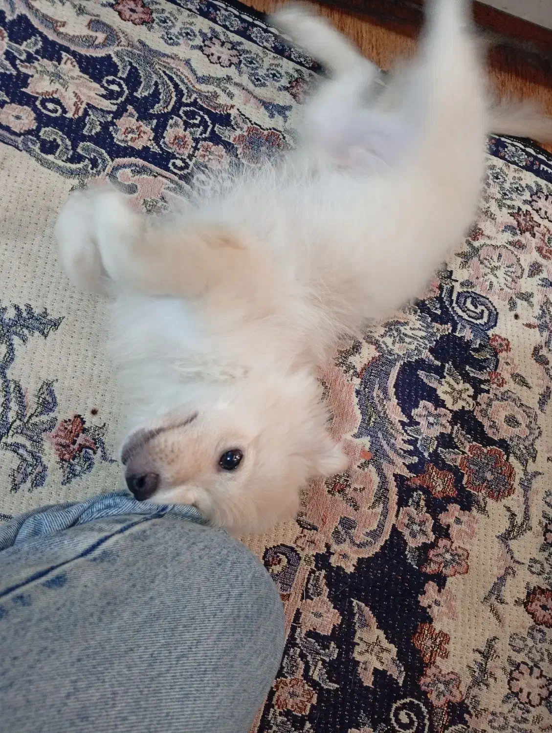 پامر روباهی|سگ|رشت, یخسازی|دیوار