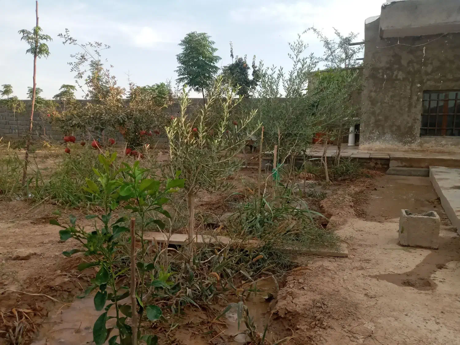 باغچه چهار دیواری 507 متر|فروش خانه و ویلا|شریف‌آباد, |دیوار