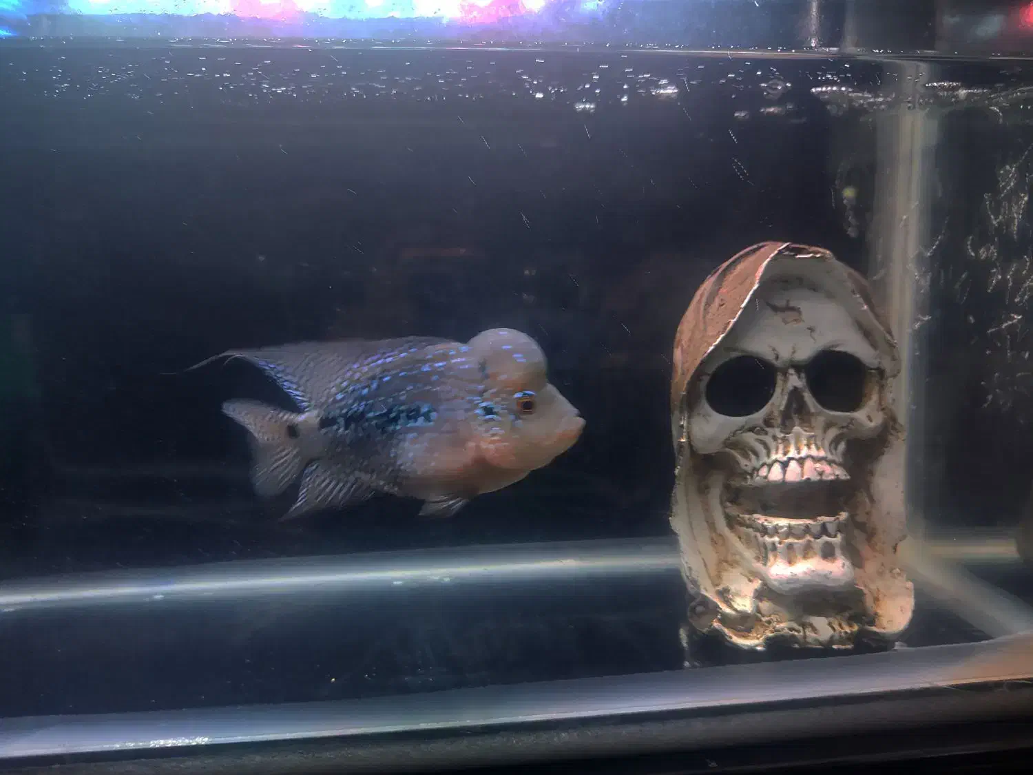 فلاور گرید AA|ماهی|رفسنجان, |دیوار