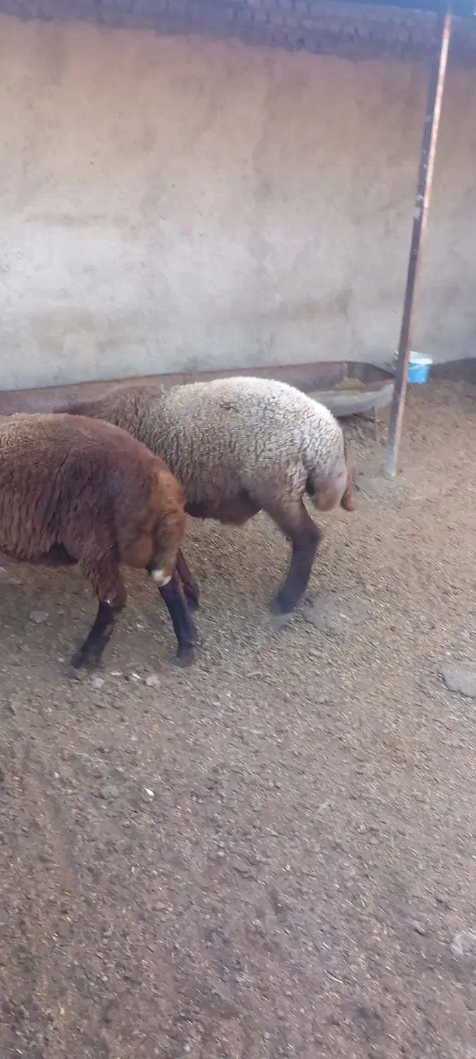 گوسفند نر ماده|حیوانات مزرعه|امامزاده عبدالله, |دیوار