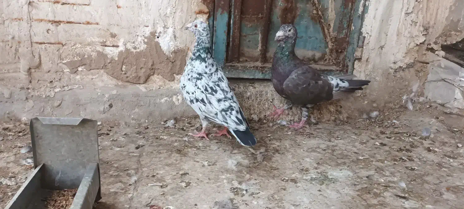 باسلام جفت کوهی اصیل|پرنده|اهواز, ملاشیه|دیوار