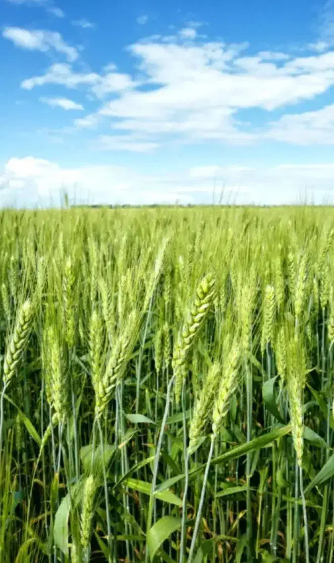 اجاره زمین کشاورزی|اجارهٔ دفتر صنعتی، کشاورزی، تجاری|کلاله, |دیوار