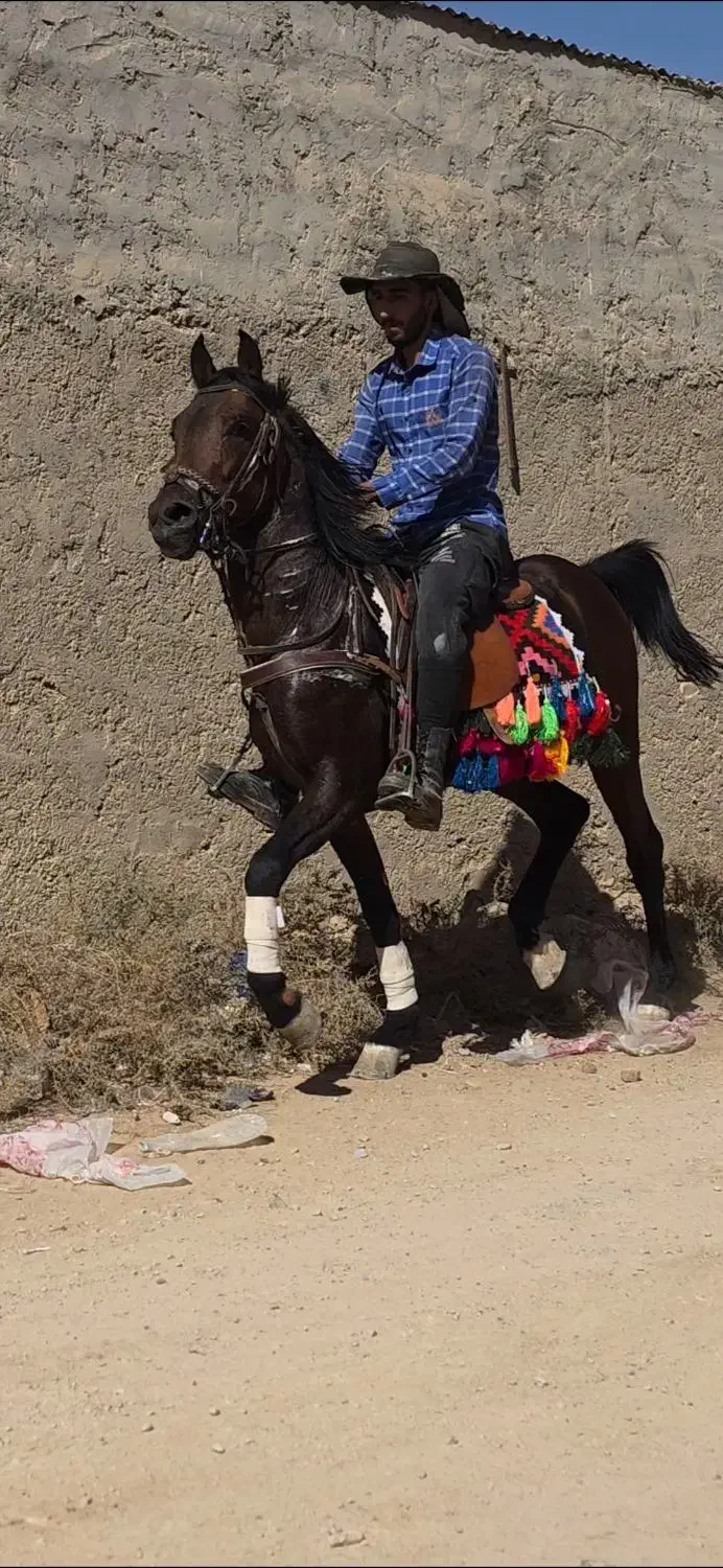 اسب کره ۲سال|اسب و تجهیزات اسبسواری|اصفهان, شهرک صنعتی جی|دیوار