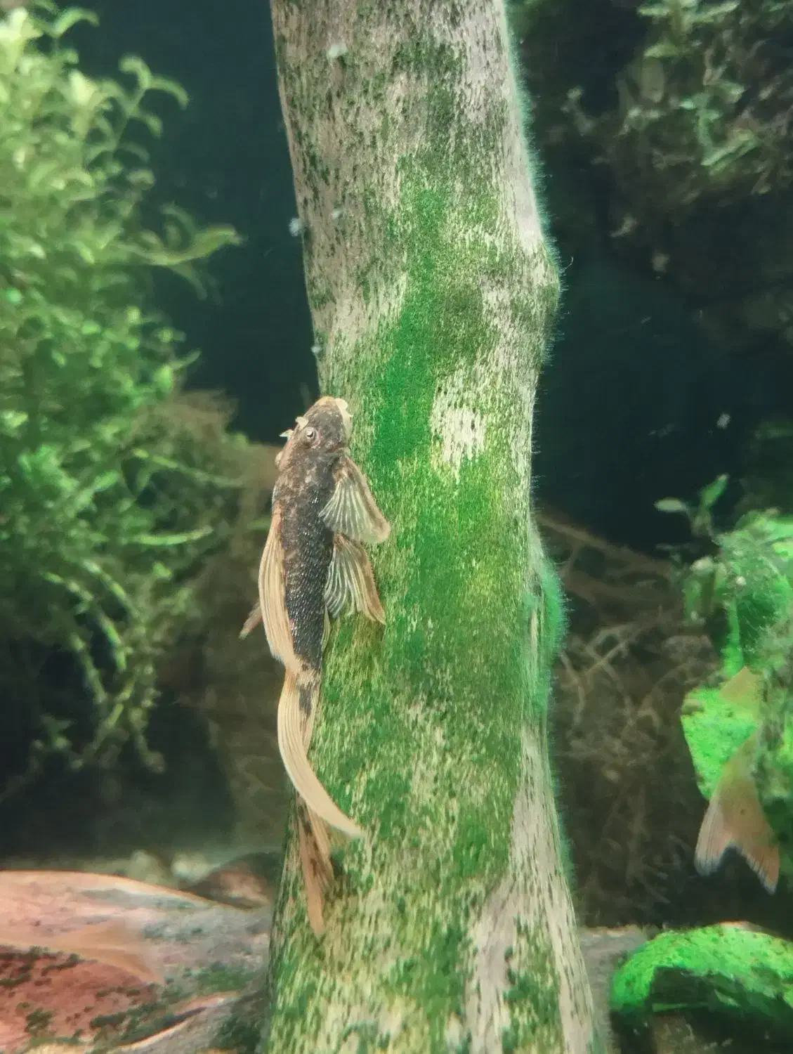 پوزه بوته ای رد ماربل سوپر باله|ماهی|مشهد, تربیت (صدف)|دیوار