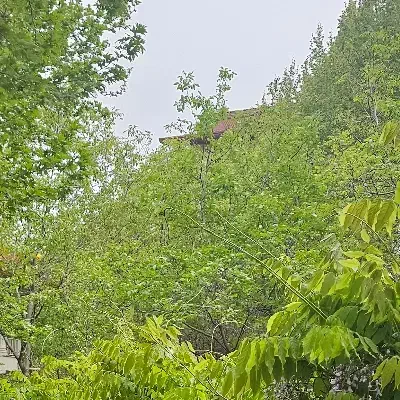 نگهداری گل های آپارتمانی و هرس درخت|خدمات باغبانی و درختکاری|کرج, فاز ۱ مهرشهر|دیوار