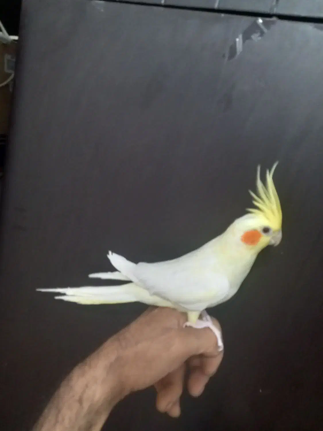 ۲ عدد عروس هلندی جفت لوتینو مولد|پرنده|مشکیندشت, |دیوار