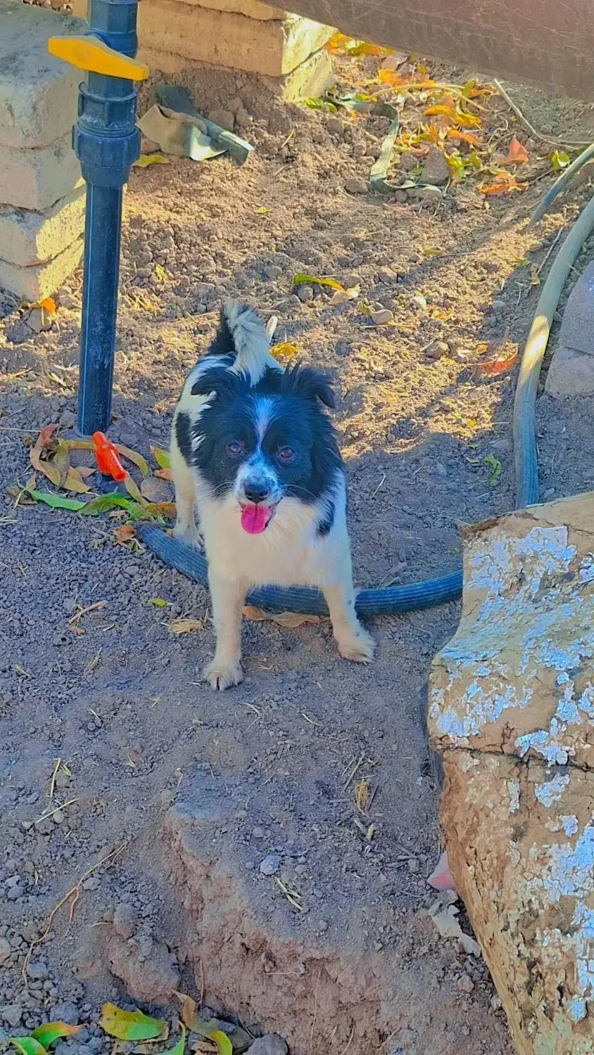 واگذاری سگ پاکوتاه|سگ|هشتگرد, هشتگرد قدیم|دیوار