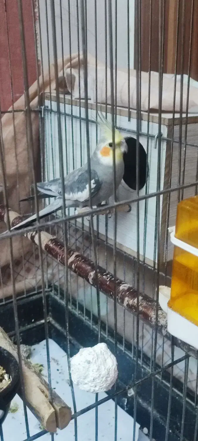 عروس هلندی|پرنده|تهران, تهرانپارس جنوبی|دیوار