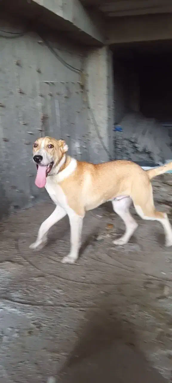 سگ خراسانی نر ۷ماه|سگ|رویان, |دیوار