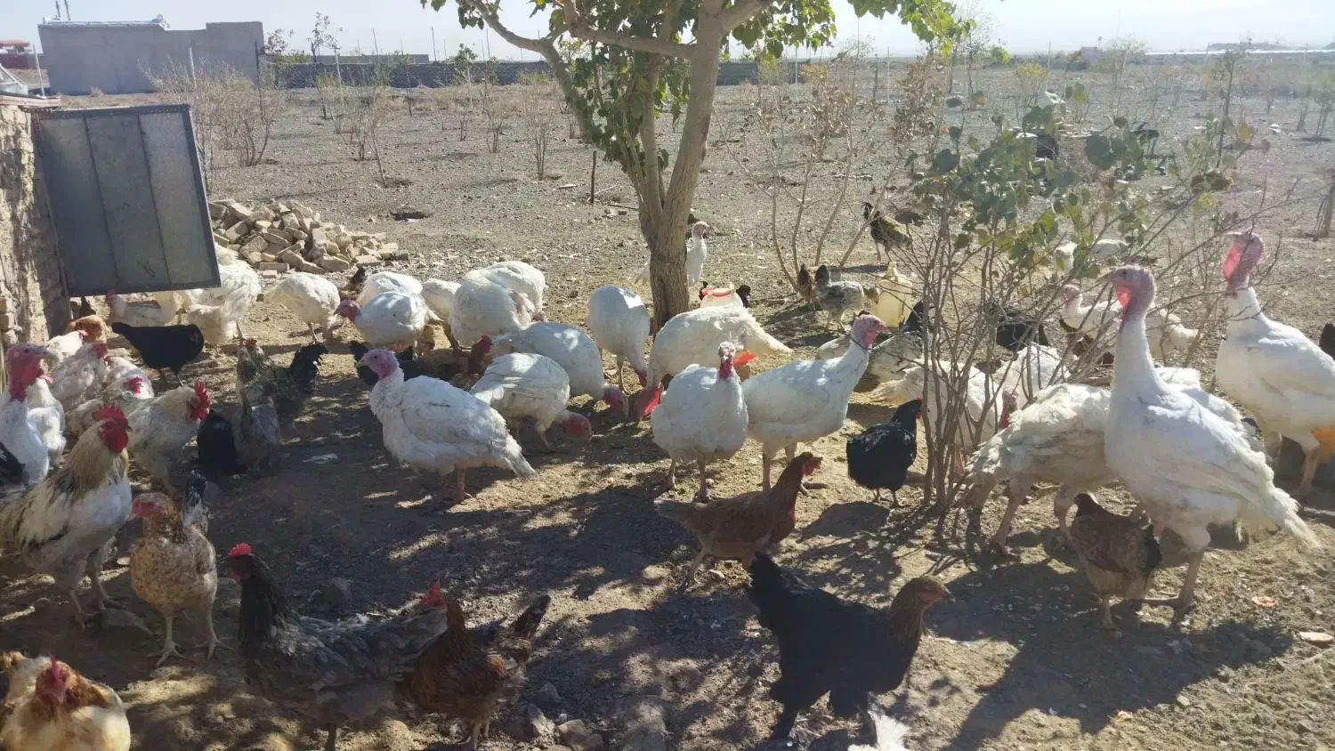 بوقلمون|حیوانات مزرعه|سبزوار, توحیدشهر|دیوار