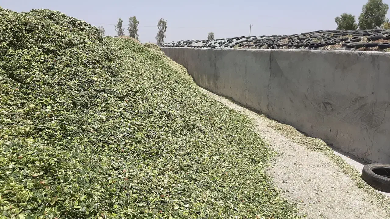 ذرت علوفه ای|لوازم جانبی حیوانات|گناباد, |دیوار