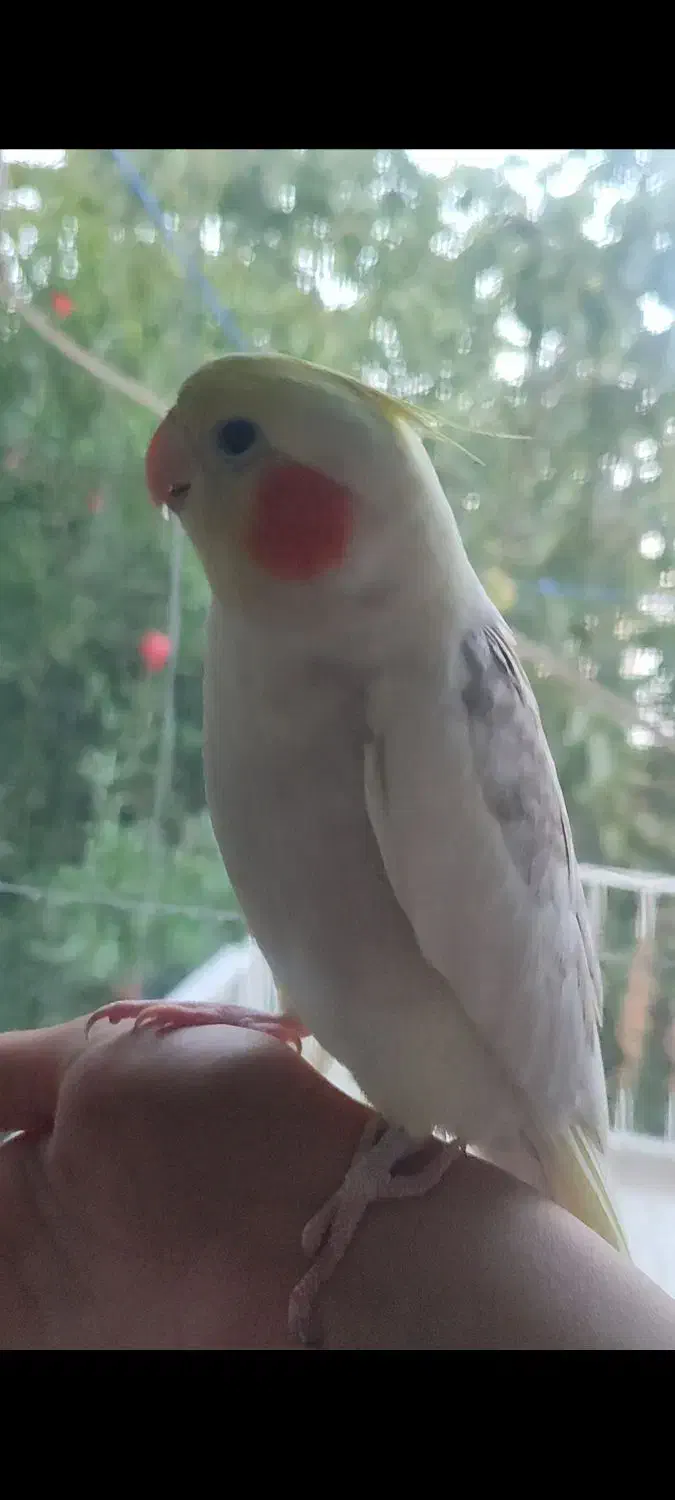 عروس هلندی|پرنده|هشتگرد, هیو|دیوار