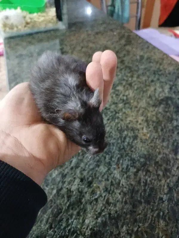 همستر بازیگوش|موش و خرگوش|آبیک, |دیوار