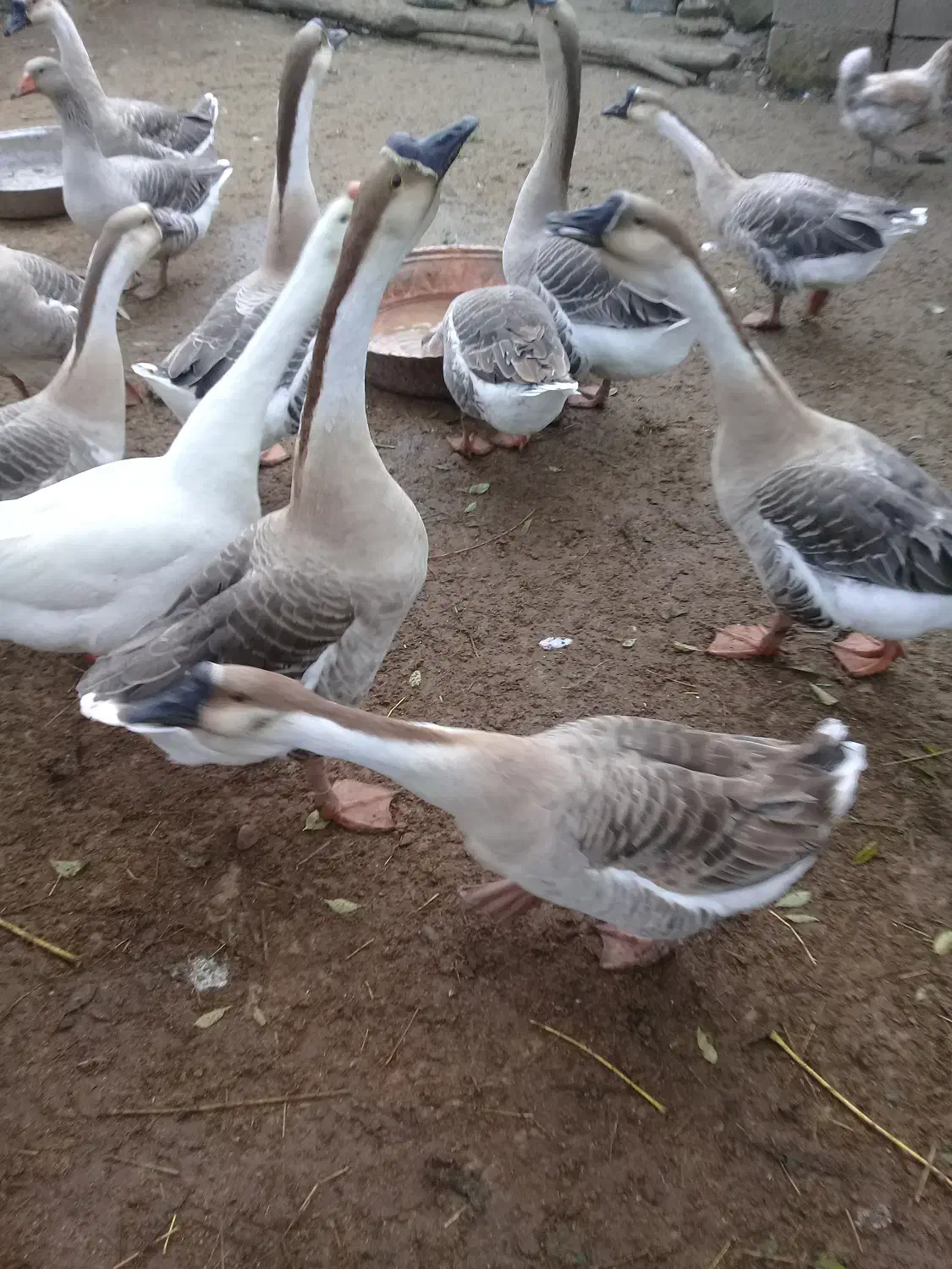 قو قاز نر|حیوانات مزرعه|آستانه اشرفیه, |دیوار