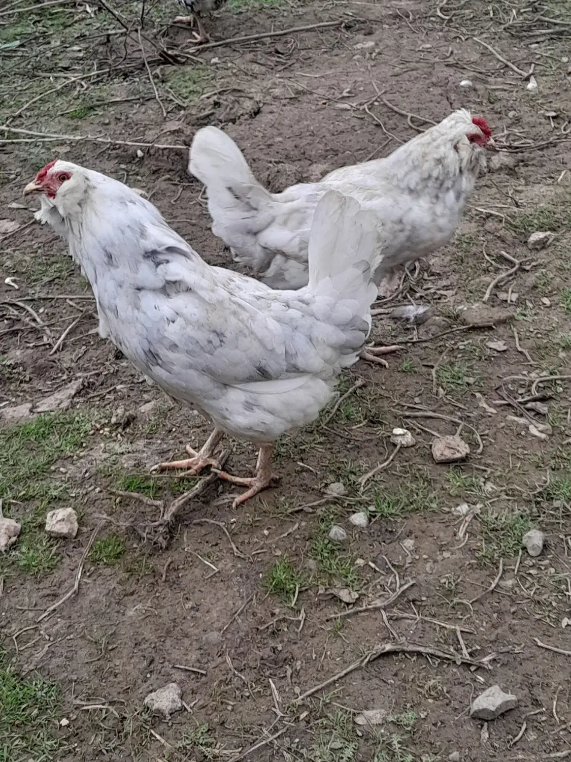 مرغ گلین و محلی|حیوانات مزرعه|سنگدوین, |دیوار