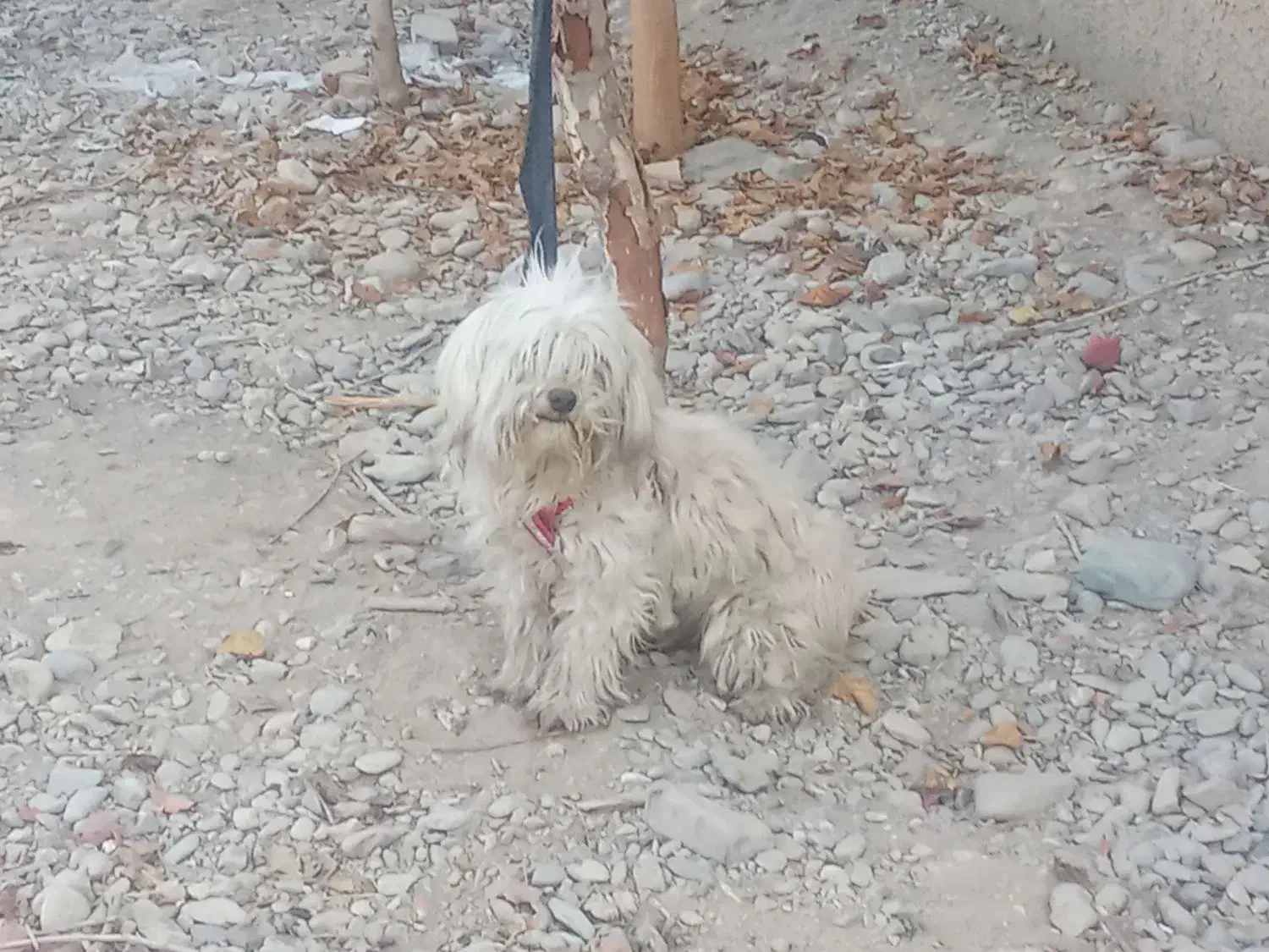 سگ پا کوتاه ماده|سگ|پیشوا, |دیوار