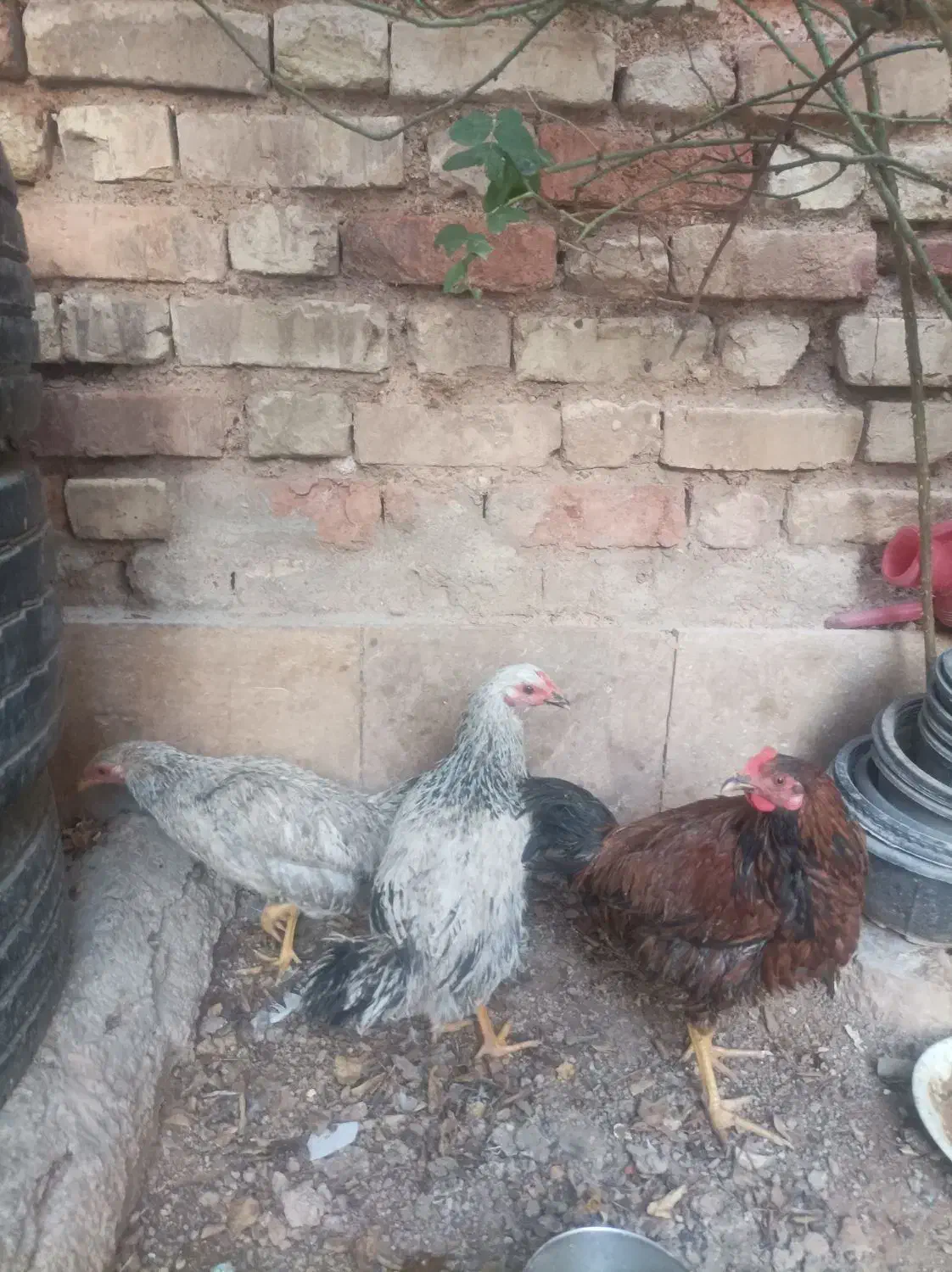 جوجه خروس محلی|حیوانات مزرعه|شیراز, کوشک میدان|دیوار