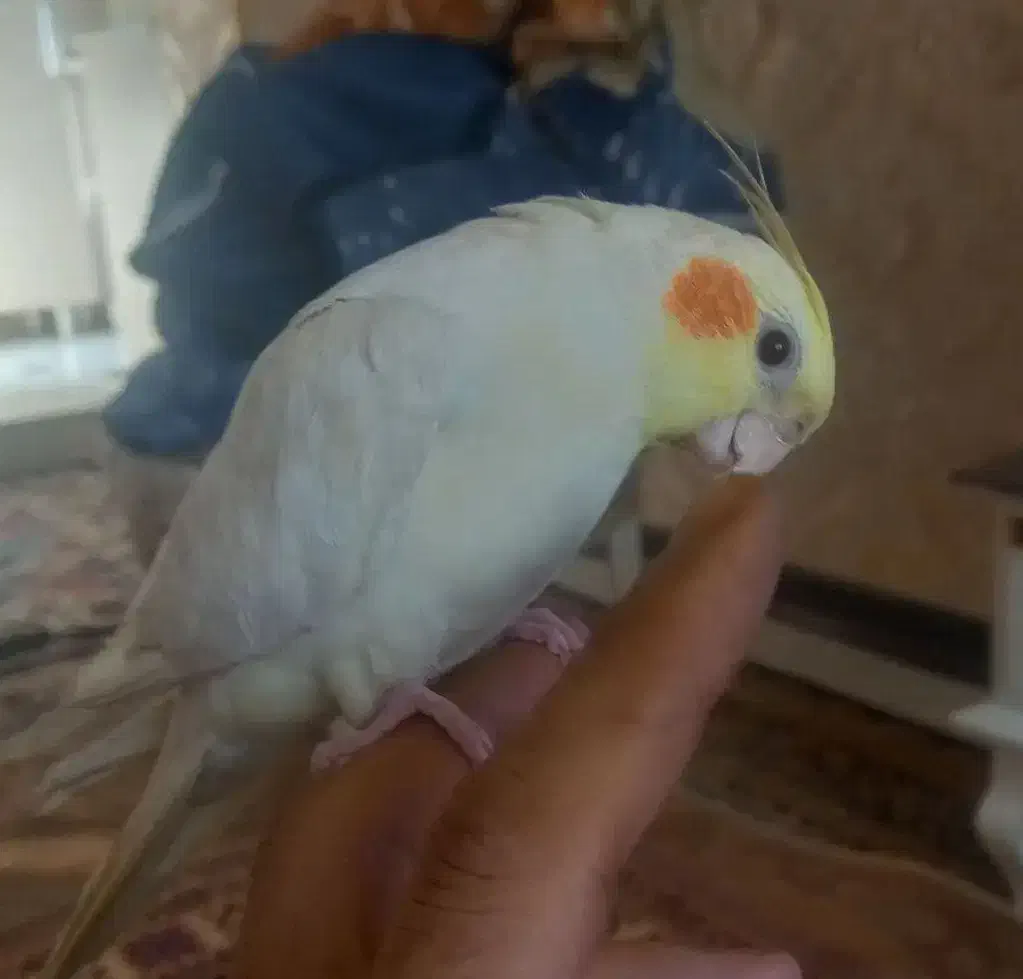 عروس هلندی لوتینو|پرنده|هشتگرد, فاز ۷ مهستان|دیوار