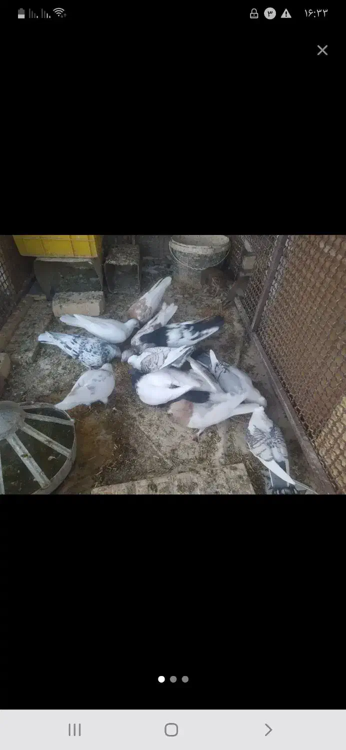 کفتر فروشی توافقی...|پرنده|اسفراین, |دیوار