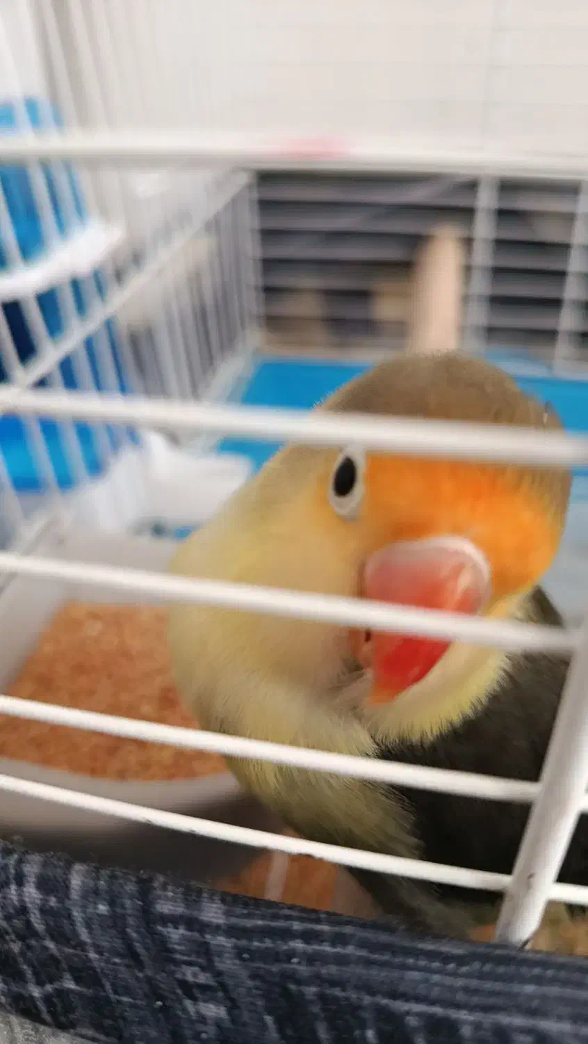 طوطی برزیلی گم شده|پرنده|کنگاور, |دیوار