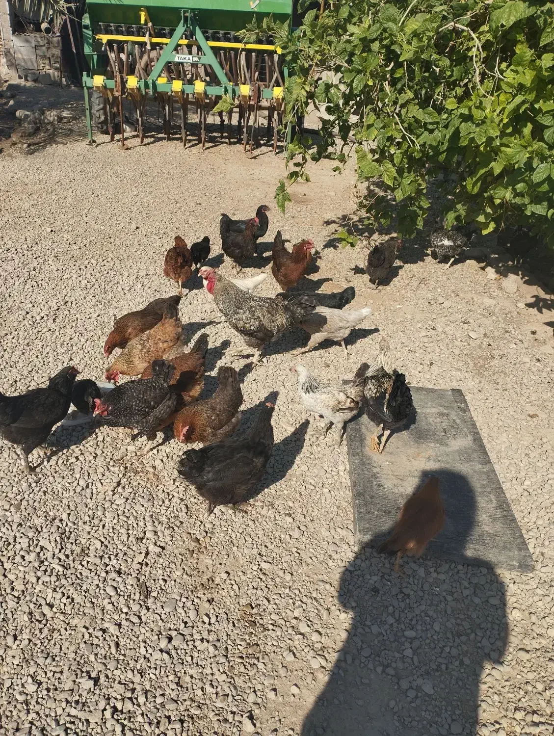 مرغ و خروس|پرنده|گتوند, |دیوار