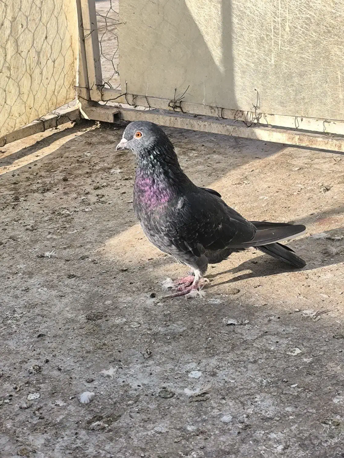 کفتر یا کبوتر|پرنده|قرچک, زیبا شهر|دیوار