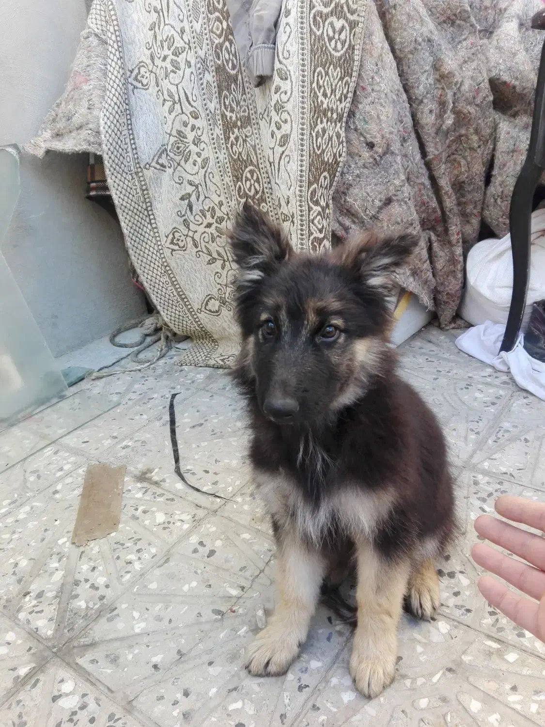 سگ نژادداراصیل ژرمن شیپر|سگ|ازنا, |دیوار