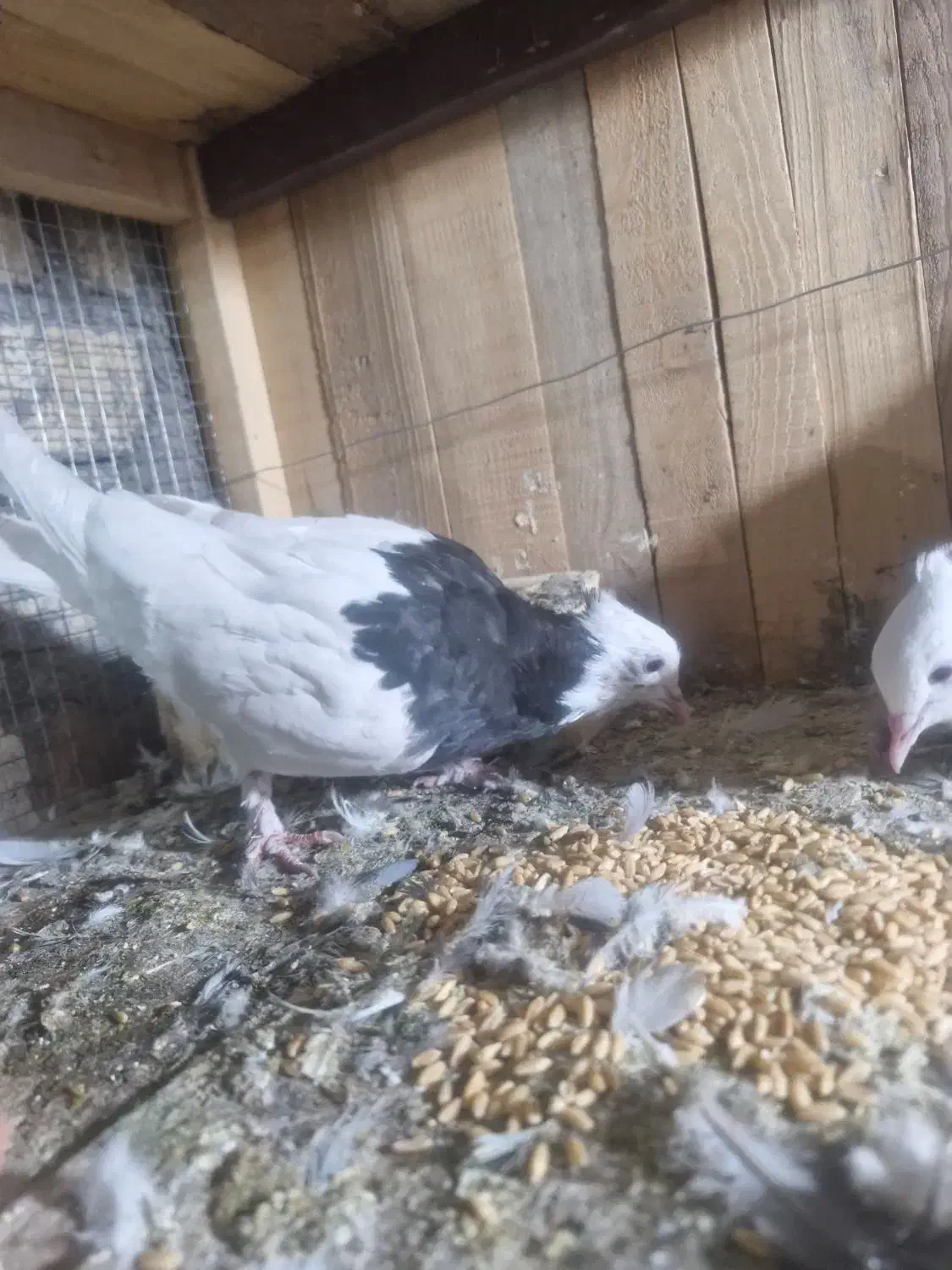 کبوتر یا کفتر طوقی|پرنده|قم, باجک یک|دیوار