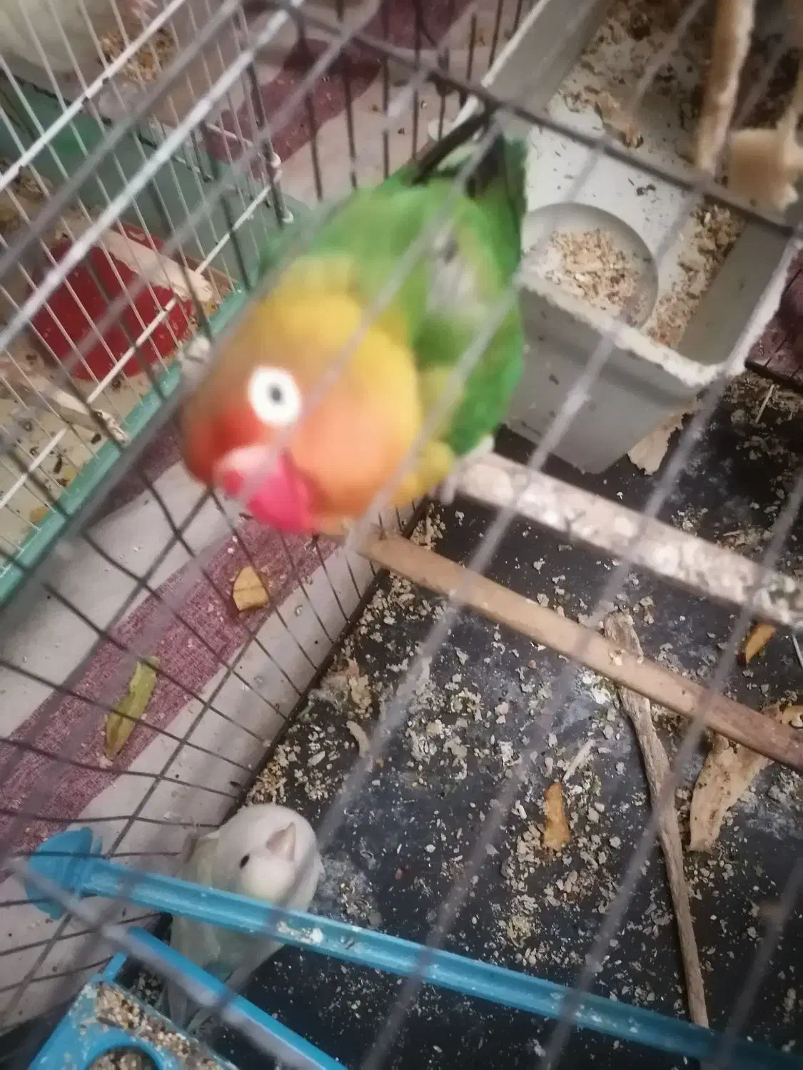 فروش عروس هلندی و طوطی برزیلی|پرنده|رشت, جانبازان|دیوار