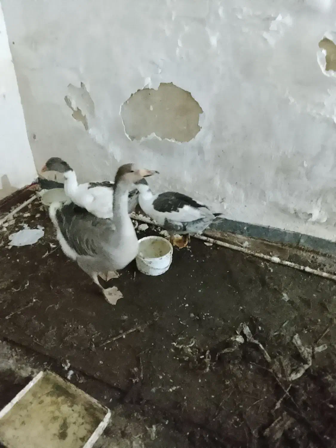 سه عدد غاز|حیوانات مزرعه|آبادان, |دیوار