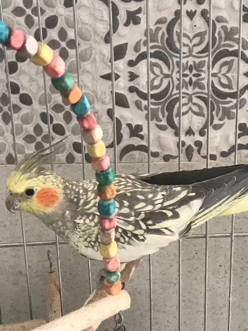 عروس هلندی ماده|پرنده|داراب, |دیوار