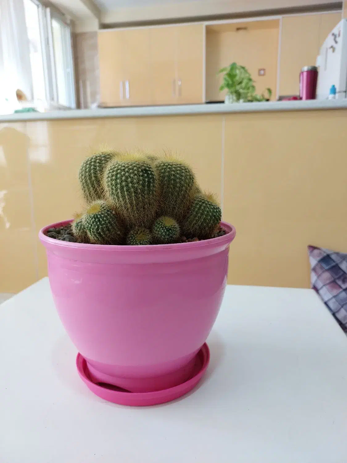 نخل ماداگاسکار|گل و گیاه طبیعی|بومهن, |دیوار