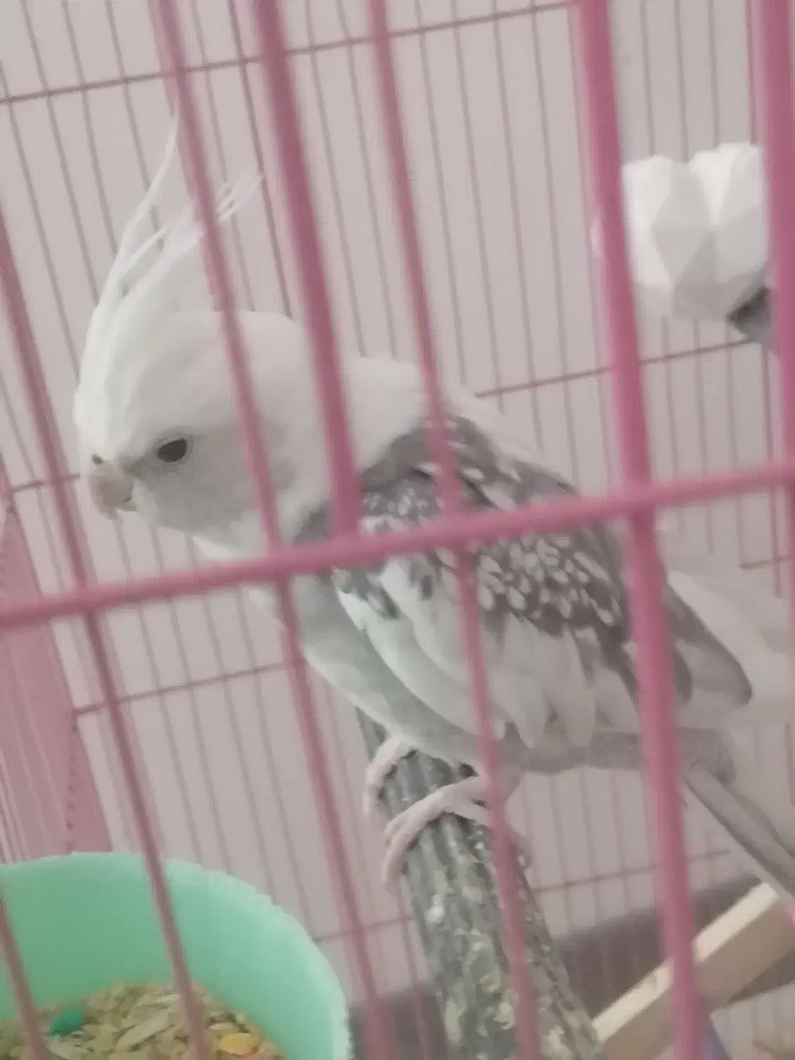 عروس هلندی|پرنده|محمدشهر, همایون ویلا|دیوار