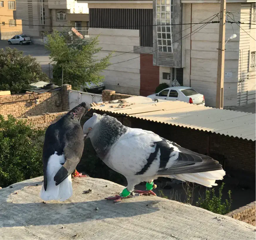 فروش ومعاوضه جفت دمب سفید معاوضه با گنجه یا توربند|پرنده|مرودشت, مسجد رسول‎|دیوار