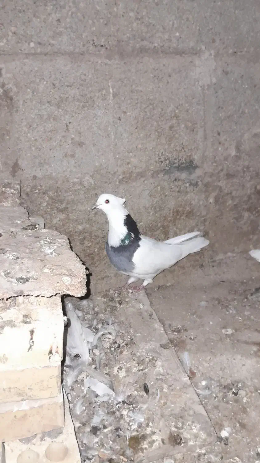 کبوتر|پرنده|شادگان, |دیوار