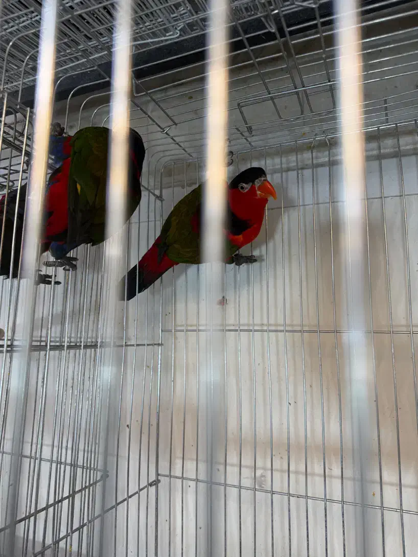 انواع طوطی لوری مولد و سخنگو|پرنده|تهران, دردشت|دیوار