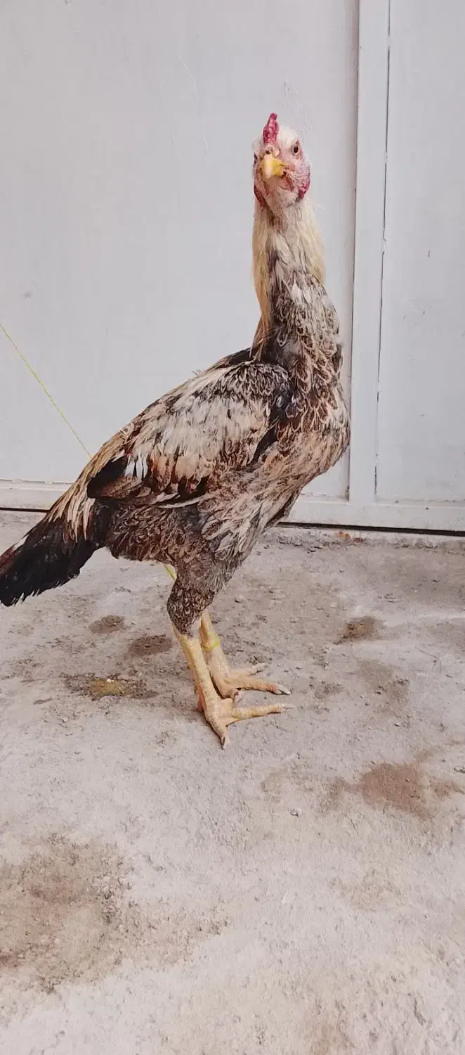 مرغ و خروس لاری گم شده|حیوانات|زابل, |دیوار