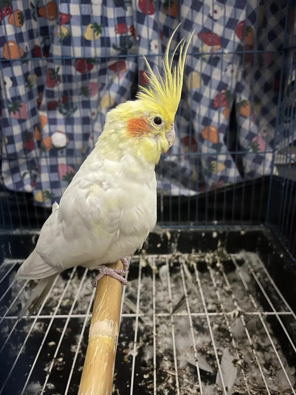 طوطی عروس هلندی جفت|پرنده|آمل, |دیوار