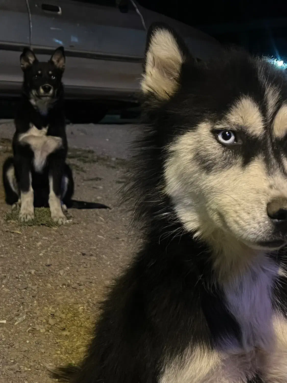 سگ هاسکی|سگ|کوراییم, |دیوار