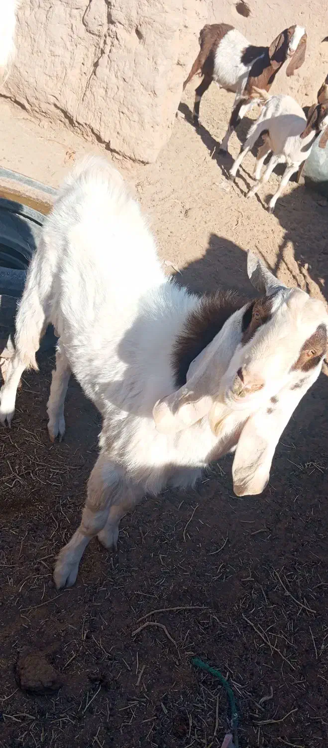 بزغاله نر|حیوانات مزرعه|تربت‌حیدریه, کلاته توکلی|دیوار