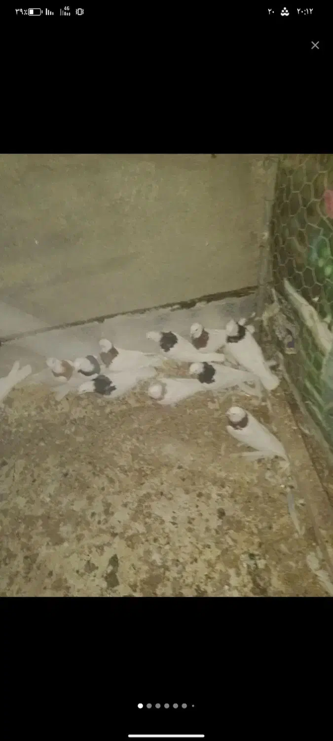 کفتر طوقی|پرنده|درمیان, |دیوار