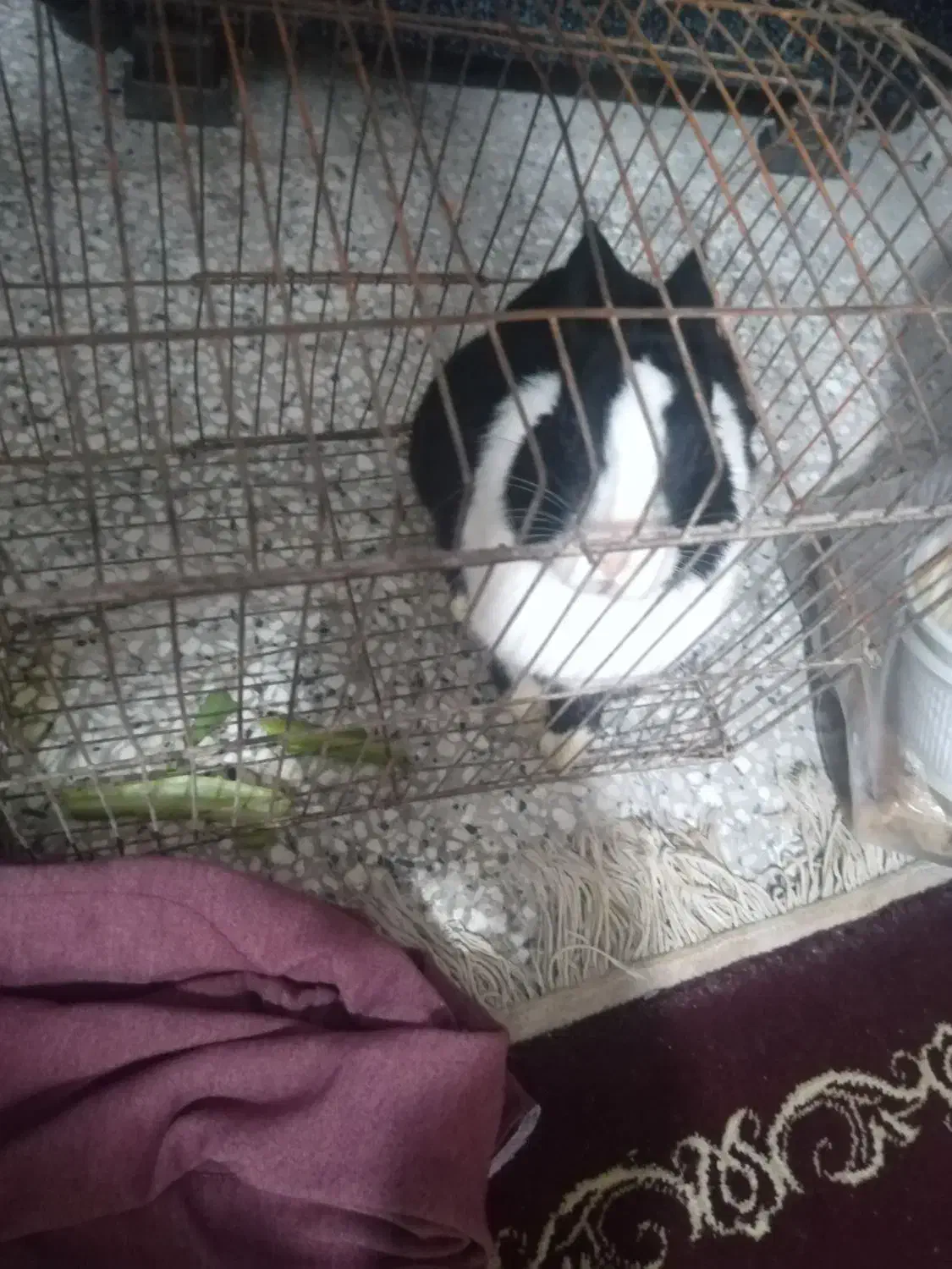 فروش خرگوش|موش و خرگوش|شیراز, فرودگاه شهید دستغیب شیراز|دیوار