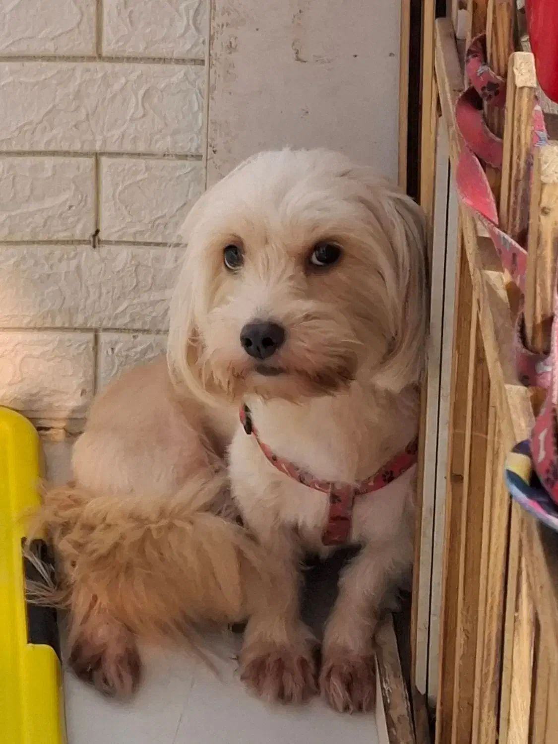 نیازمند سریدار خدماتی خانم|استخدام سرایداری و نظافت|رشت, آزادگان|دیوار