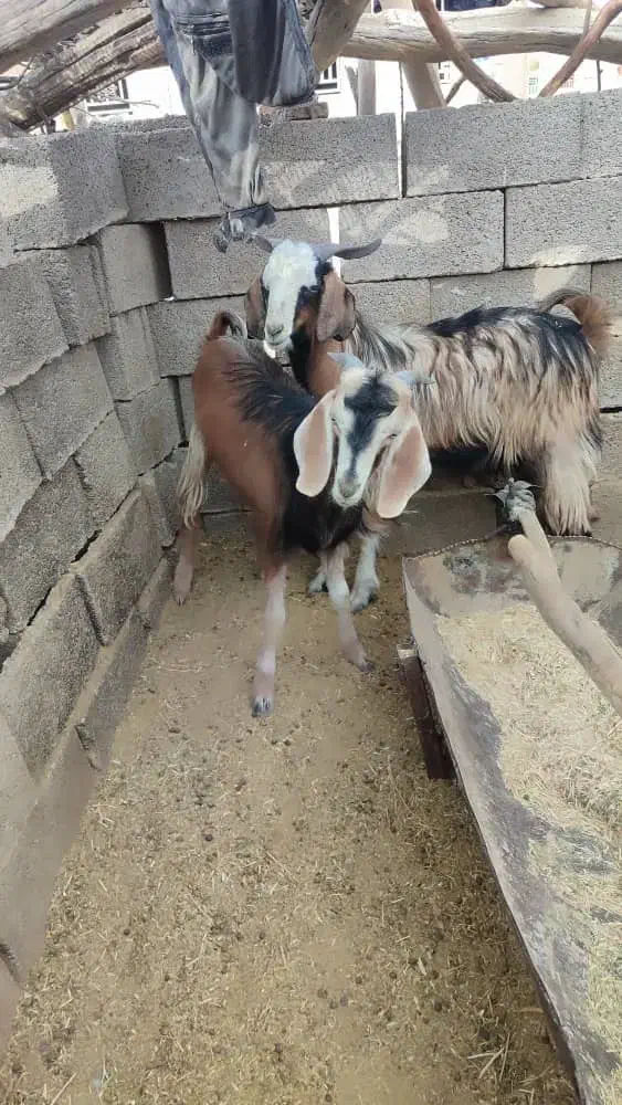 فروش کهره|حیوانات مزرعه|نیریز, |دیوار
